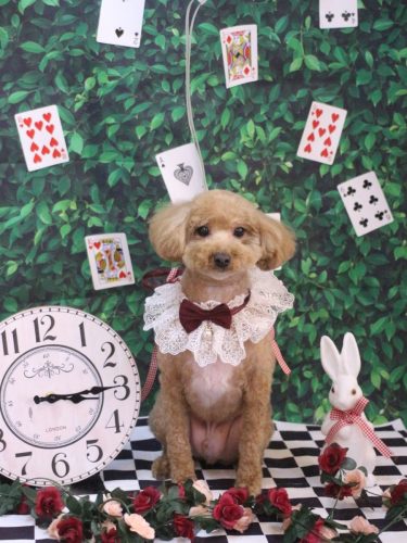 20250425サンくん